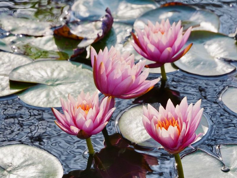 Flores de loto rosadas sobre hojas en un estanque