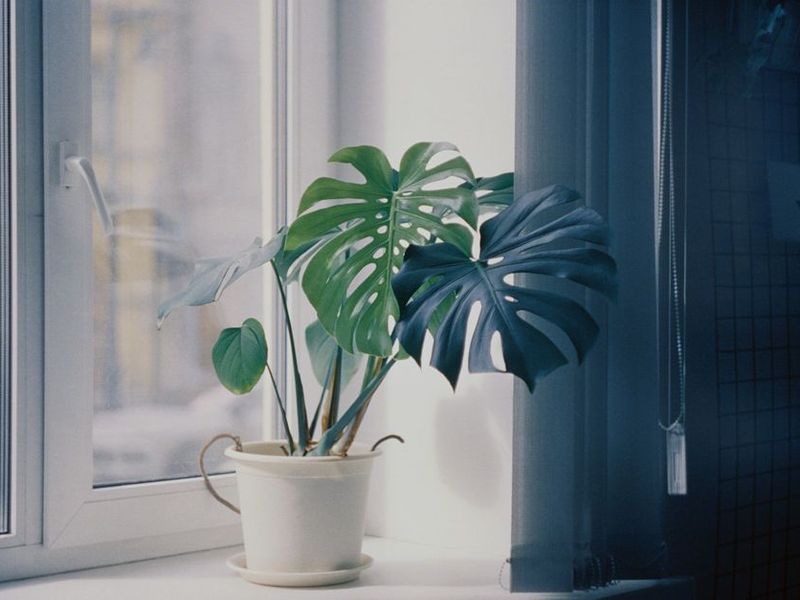 Monstera junto a una ventana luminosa