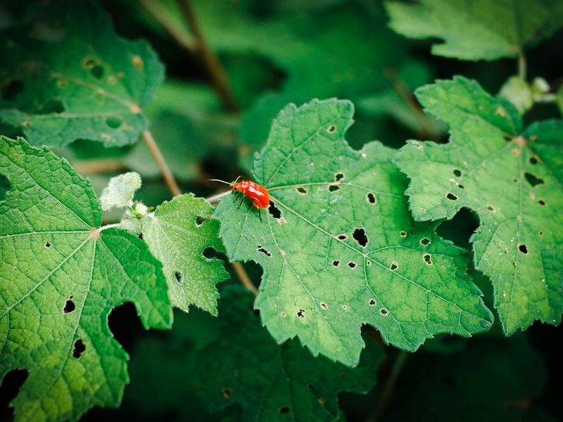 Hoja con agujeros y un insecto