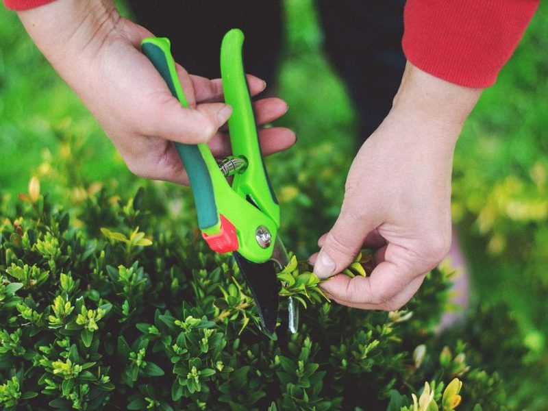 Manos con tijera de podar verde sobre un arbusto