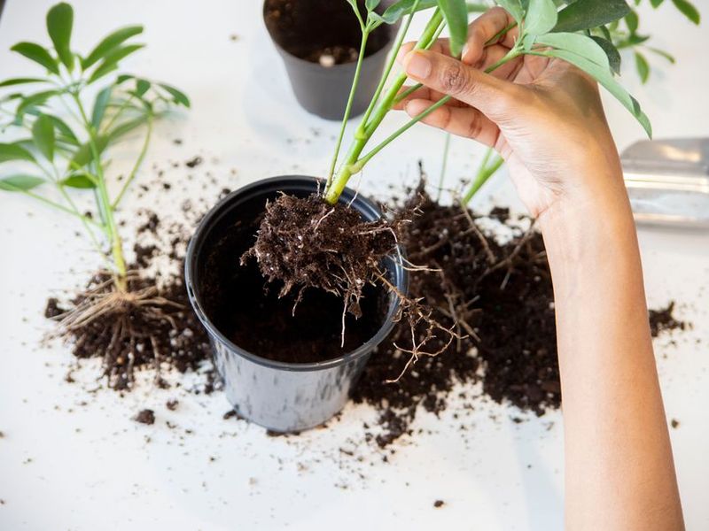 Manos trasplantando una planta a una maceta con tierra