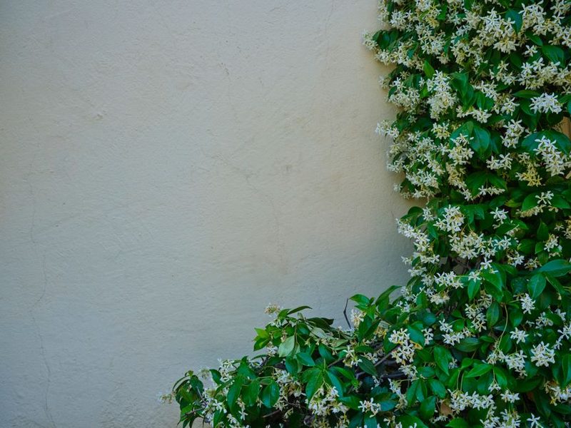 Jazmín con flores blancas trepando por una pared